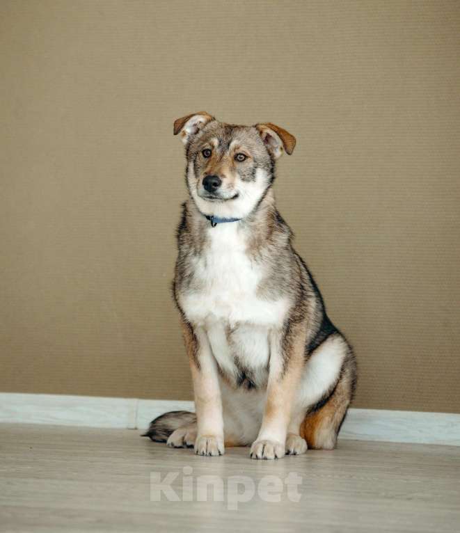 Собаки в Москве: Щенок бесплатно в Москве Девочка, Бесплатно - фото 3