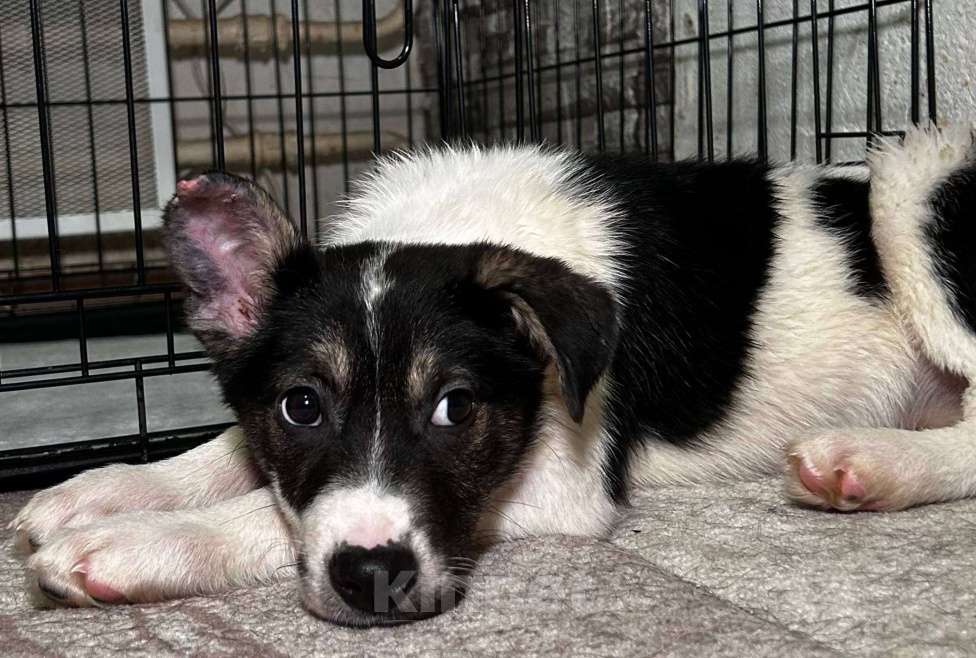 Собаки в Королеве: Друзья, мы ищем дом малышке Дженни! Девочка, Бесплатно - фото 1