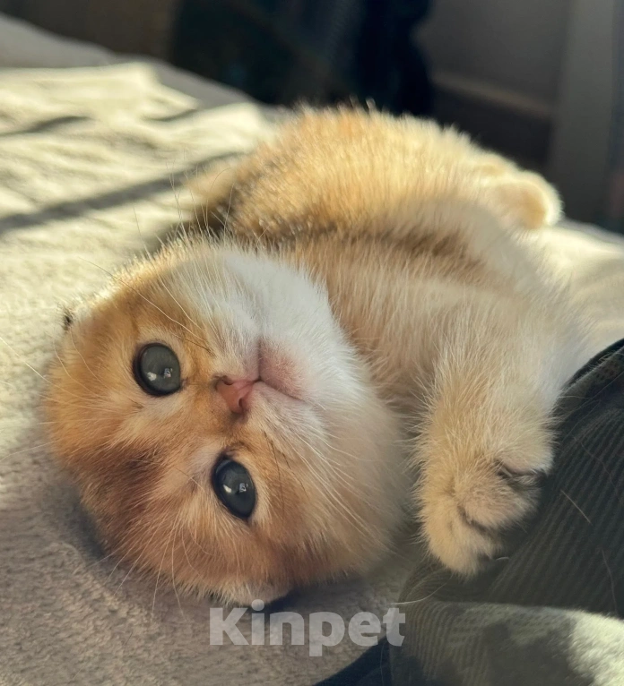 Кошки в Москве: Шотландский вислоухий котенок Девочка, Бесплатно - фото 10