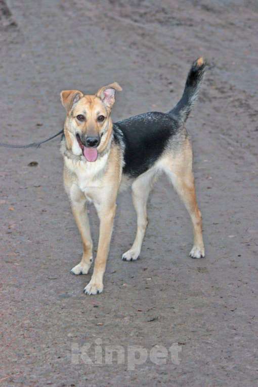 Собаки в Москве: Собака год прожила взаперти Девочка, Бесплатно - фото 2