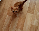 Кошки в Москве: Кошка с котятами Девочка, Бесплатно - фото 1
