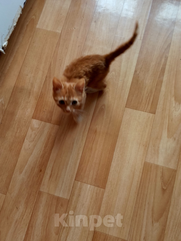 Кошки в Москве: Кошка с котятами Девочка, Бесплатно - фото 1