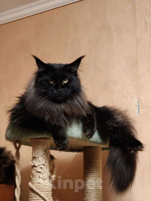Кошки в Москве: Девочка "егоза" - Ёлка Девочка, 30 000 руб. - фото 6