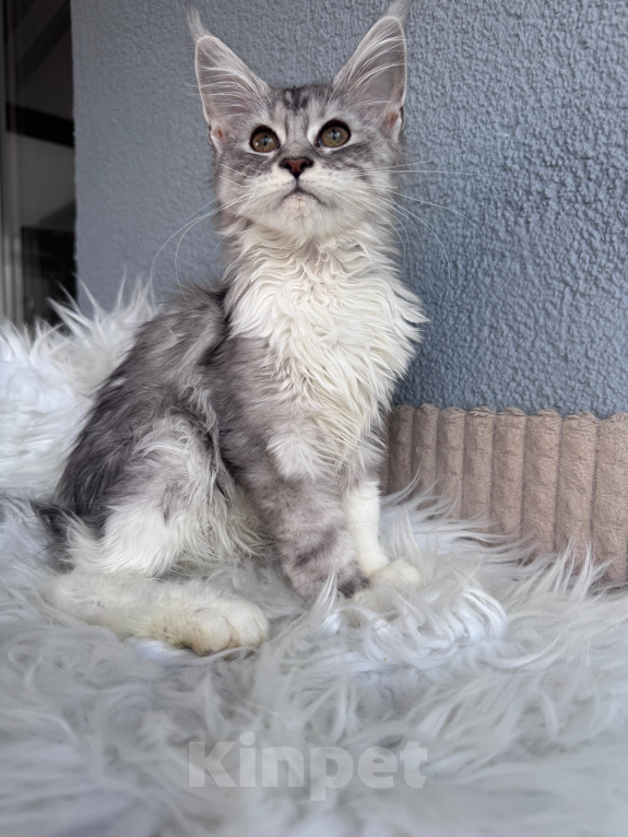 Кошки в Кудрово: Котенок Мейн-кун девочка Девочка, 55 000 руб. - фото 1