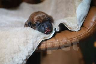 Собаки в Москве: Щенки Родезийского Риджбека Мальчик, 120 000 руб. - фото 3