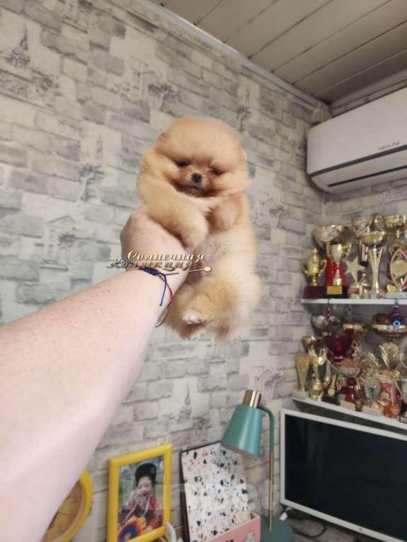 Собаки в Москве: Мини мальчик крошка на ладошку померанский шпиц Мальчик, Бесплатно - фото 2