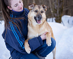 Собаки в Солнечногорске: Баффи - рыжее чудо в дар) Девочка, Бесплатно - фото 3