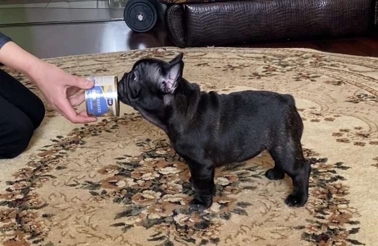 Собаки в Михайлове: Щенки Французский бульдог Мальчик, 80 000 руб. - фото 5