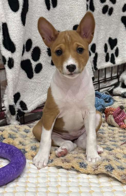 Собаки в Котласе: Щенки Басенджи Разнополые, 50 000 руб. - фото 6