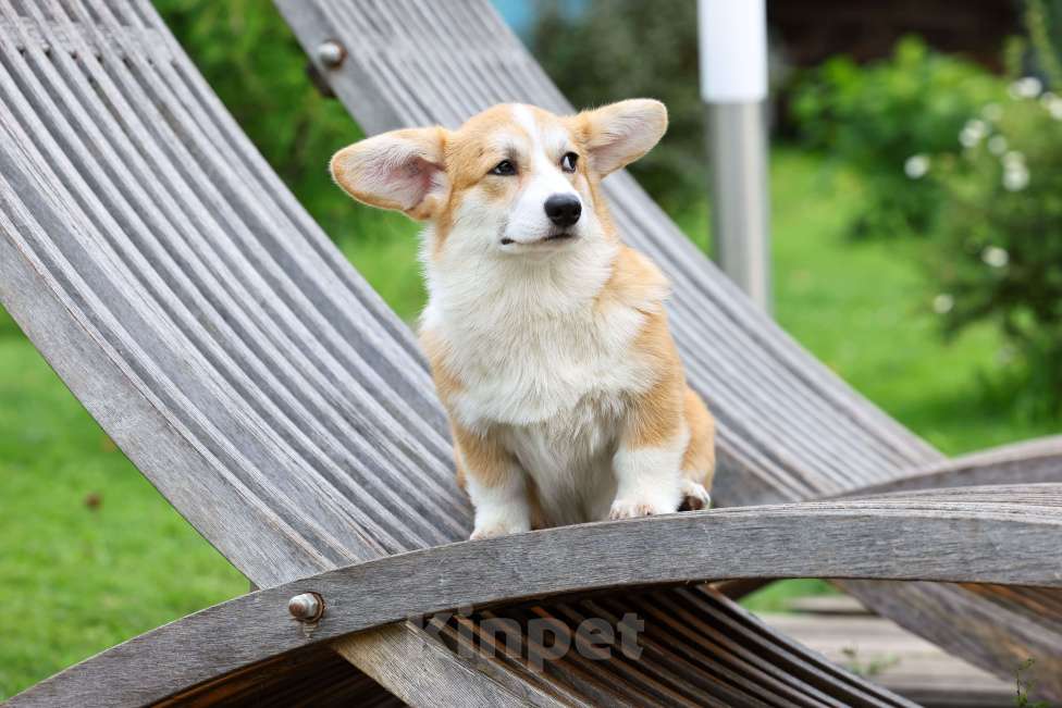 Собаки в Челябинске: Великолепные щенки вельш корги пемброк Девочка, 70 000 руб. - фото 4