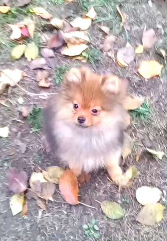 Собаки в Волгограде: Мальчики померанцы Мальчик, 30 000 руб. - фото 1