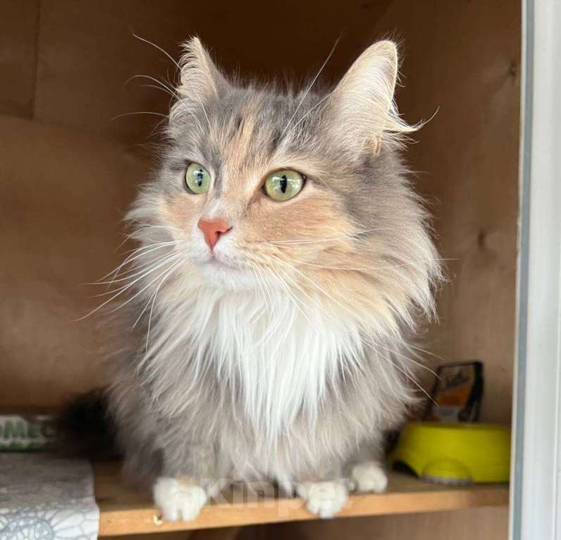 Кошки в Одинцово: Кошечка Мелани Девочка, Бесплатно - фото 2