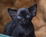 Кошки в Москве: Девон-рекс Мальчик, Бесплатно - фото 4