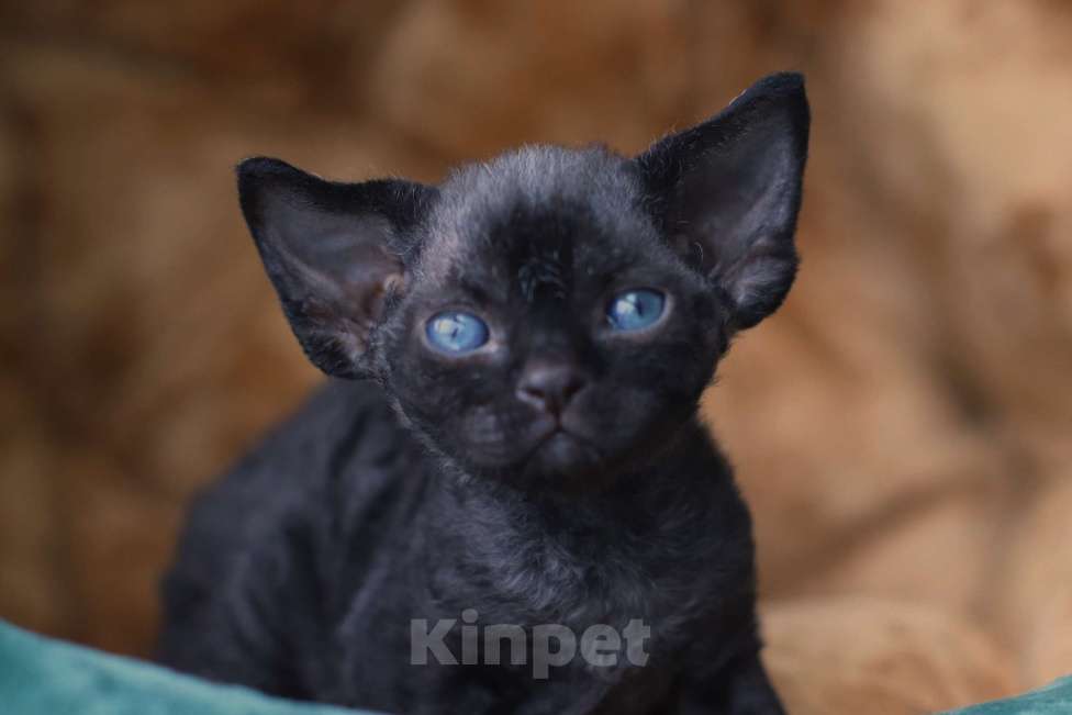 Кошки в Москве: Девон-рекс Мальчик, Бесплатно - фото 4