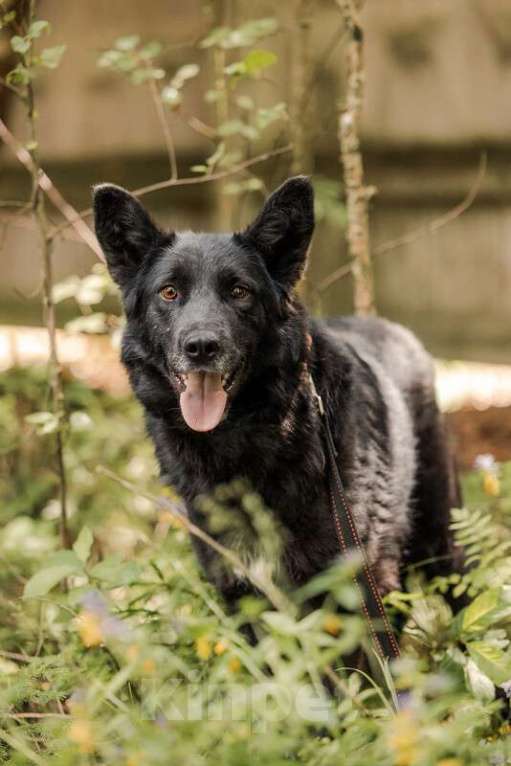 Собаки в Москве: Небольшая черная собачка Эльза в добрые руки Девочка, Бесплатно - фото 3