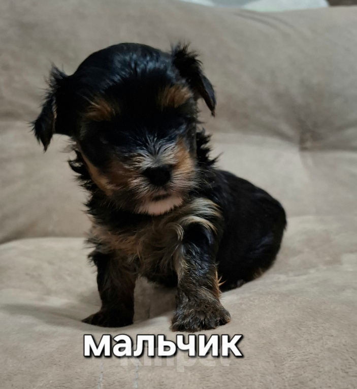 Собаки в Балашове: Продаются щенки йоркширского терьера Разнополые, 25 000 руб. - фото 4