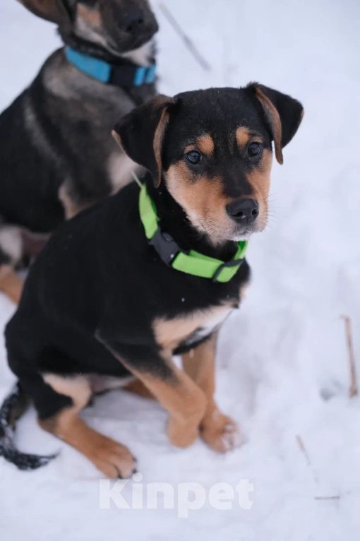 Собаки в Москве: Девочка щенок в добрые руки Девочка, Бесплатно - фото 1