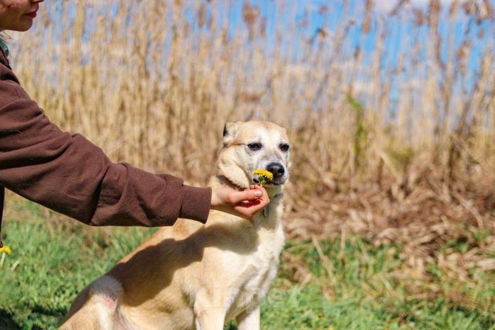 Собаки в Москве: Рыжая собачка Бренди в добрые руки Девочка, 1 руб. - фото 7
