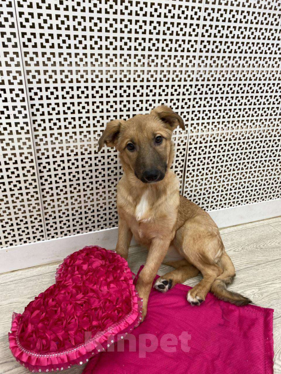 Собаки в Москве: Щенки бесплатно в Москве Девочка, Бесплатно - фото 2