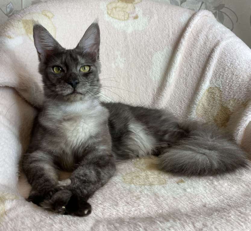 Кошки в Дмитрове: Черная дымчатая девочка мейн кун Nika Девочка, 15 000 руб. - фото 4