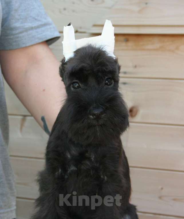 Собаки в Александрове: Принцесса Девочка, 60 000 руб. - фото 2