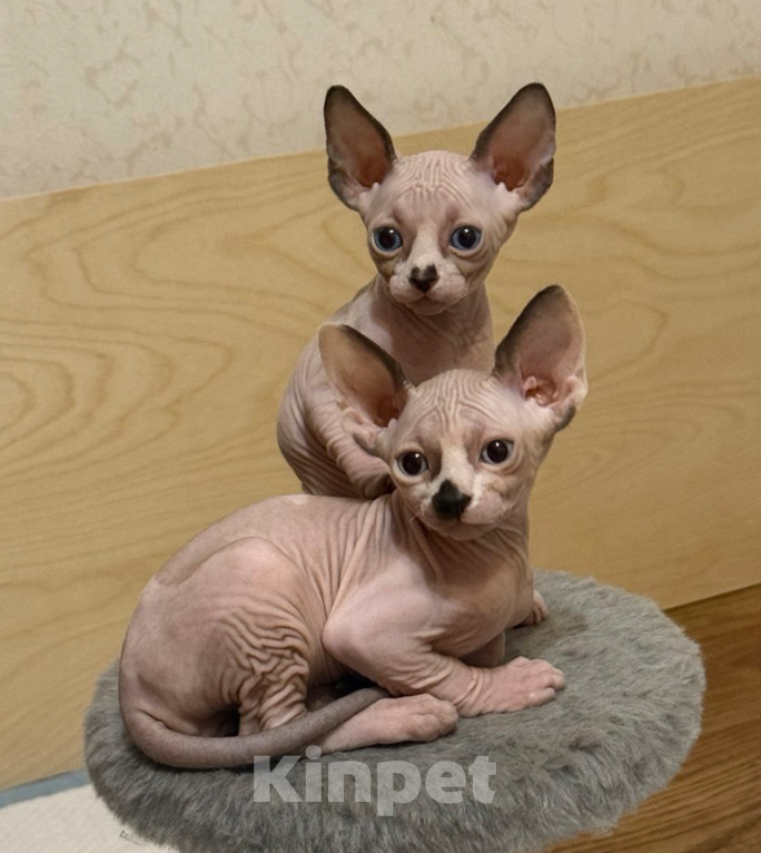 Кошки в Воронеже: Канадские сфинксы котята Мальчик, 10 000 руб. - фото 4