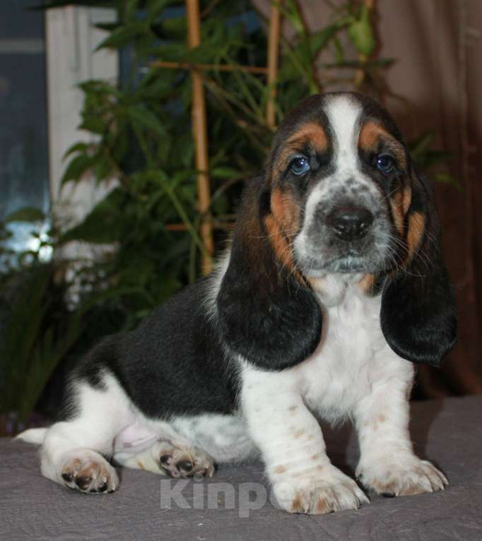 Собаки в Челябинске: Детки Бассет хаунд  Мальчик, 50 000 руб. - фото 5