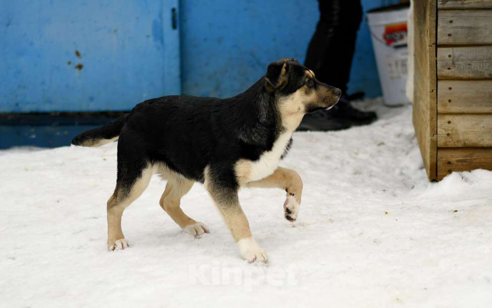 Собаки в других городах Московской области: щенок Ника ищет семью Девочка, Бесплатно - фото 6