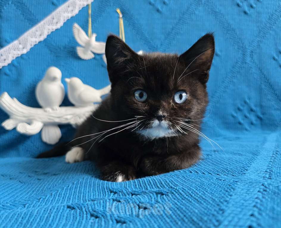 Кошки в Хабаровске: Британский мальчик дгг  Мальчик, 50 000 руб. - фото 2