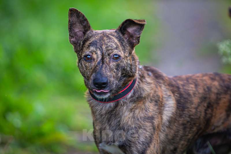 Собаки в Москве: Крошка Веня в добрые руки Мальчик, 1 руб. - фото 2