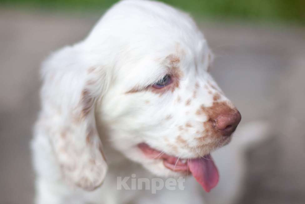 Собаки в Владимире: Раннее бронирование щенков Девочка, Бесплатно - фото 3
