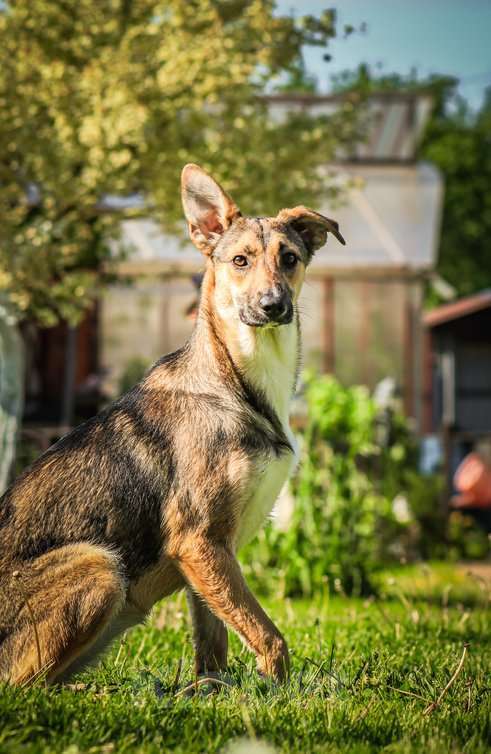 Собаки в Москве: Совершенно очаровательная и нежная девочка Шери ищет дом Девочка, 1 руб. - фото 9