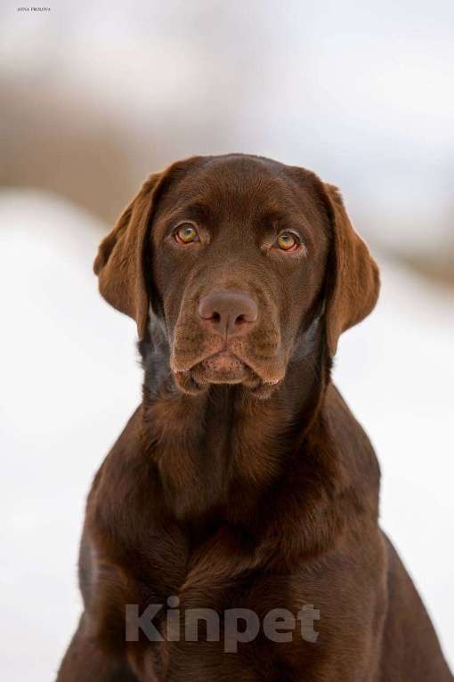 Собаки в Москве: Девочка лабрадор не дорого Девочка, Бесплатно - фото 5