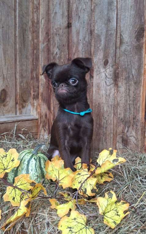 Собаки в Москве: Щенок пти брабансон мальчик Мальчик, 130 000 руб. - фото 2