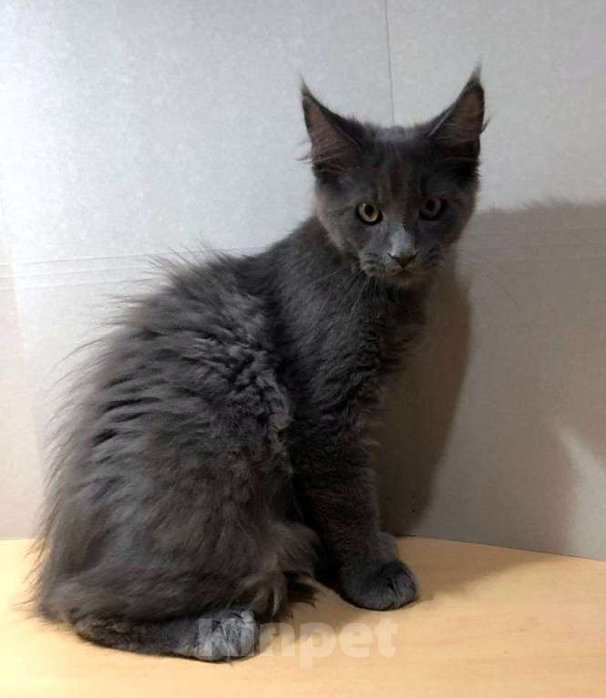 Кошки в Новосибирске: Котята Мейн-кун Мальчик, 20 000 руб. - фото 4