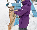 Собаки в Красногорске: Метис лайки Мила хочет домашнего счастья , метис лайки, 10 месяцев  Девочка, 10 руб. - фото 5