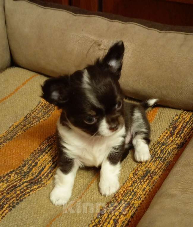 Собаки в Москве: Чихуахуа Мини Девочка, 45 000 руб. - фото 2