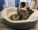Кошки в Новороссийске: Котята породы Бенгальская кошка, 25 000 руб. - фото 6
