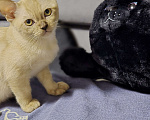 Кошки в Ореховом-Зуево: Кот европейская бурма шампань Девочка, 35 000 руб. - фото 1