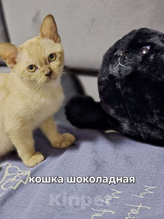 Кошки в Ореховом-Зуево: Кот европейская бурма шампань Девочка, 35 000 руб. - фото 1