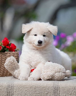 Объявление: Высокопородный щенок белой швейцарской овчарки, 70 000 руб., Всеволожск