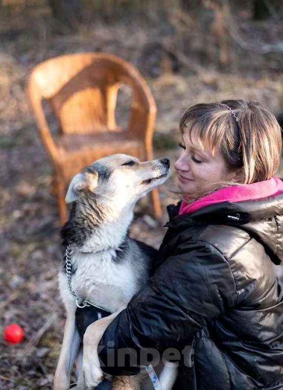 Собаки в Москве: Сия - миниатюрная девочка с глазами из разных миров Девочка, Бесплатно - фото 9