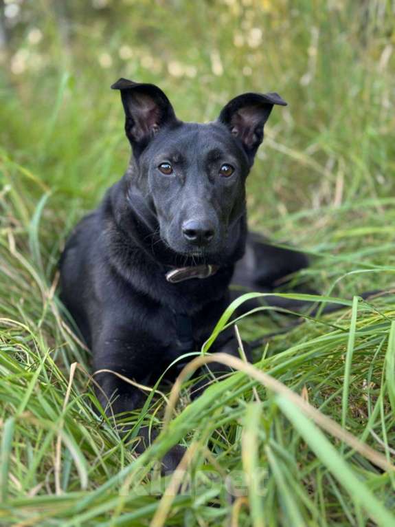 Собаки в Москве: Щенок Кэрри Девочка, Бесплатно - фото 8