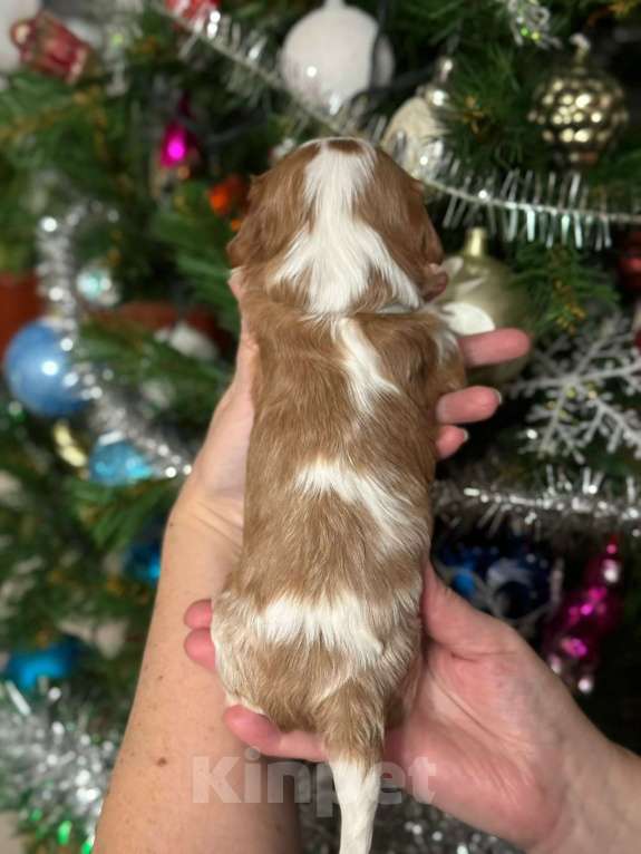 Собаки в Владимире: Щенки Кавалер Кинг Чарльз Спаниеля РКФ Мальчик, 90 000 руб. - фото 9