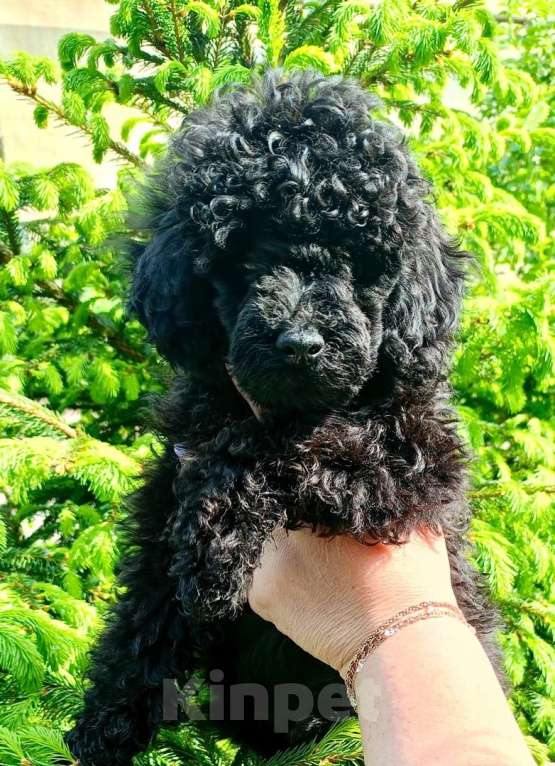 Собаки в других городах Ленинградской области: той пудель черного окраса Мальчик, 25 000 руб. - фото 2