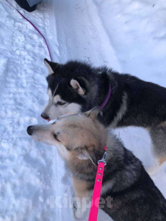 Собаки в Королеве: Хан -царь зверей Мальчик, Бесплатно - фото 5