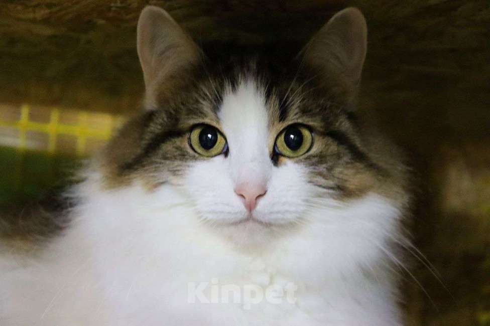 Кошки в Москве: Планета — это кошка с особым шармом Девочка, Бесплатно - фото 1