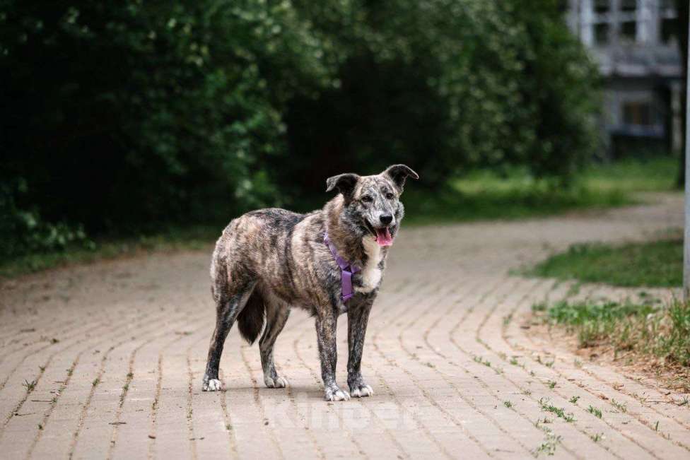 Собаки в Москве: Чудесная Верба ищет семью Девочка, Бесплатно - фото 7