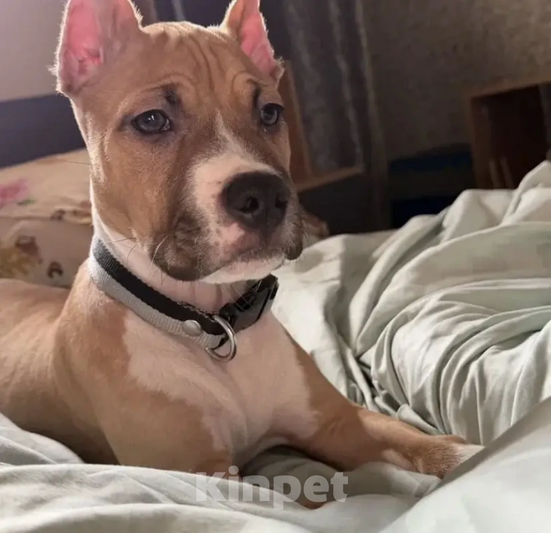 Собаки в Ореховом-Зуево: Продам щенка Стаффа Мальчик, 20 000 руб. - фото 1