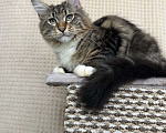 Кошки в Дедовске: Яркий мрамор кот Мальчик, 50 000 руб. - фото 6